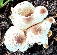 Lepiota cristata MykoGolfer