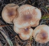 Lepiota ochraceofulva MykoGolfer