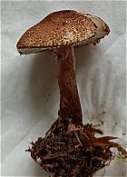 Lepiota pseudolilacea MykoGolfer