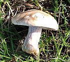 Lepista saeva MykoGolfer