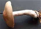 Lepista saeva MykoGolfer