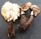 Leucoagaricus badhamii  MykoGolfer