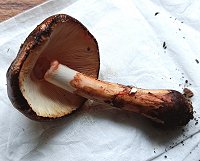 Leucoagaricus badhamii  MykoGolfer