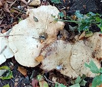 Leucopaxillus giganteus MykoGolfer