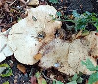 Leucopaxillus giganteus  MykoGolfer