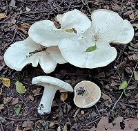 Leucopaxillus giganteus  MykoGolfer