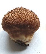 Lycoperdon nigrescens MykoGolfer