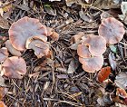 Macrocystidia cucumis MykoGolfer