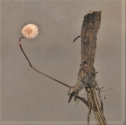 Marasmius hudsonii MykoGolfer