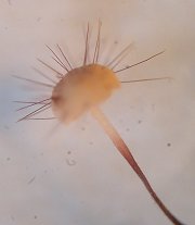 Marasmius hudsonii MykoGolfer