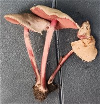 Melanophyllum haematospermum MykoGolfer