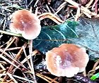 Micromphale brassicolens MykoGolfer