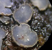 Mollisia obscura MykoGolfer