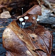 Mycena capillaris  MykoGolfer