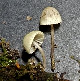 Mycena hiemalis  MykoGolfer