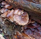 Mycena inclinata MykoGolfer