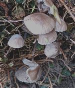 Mycena leptocephala  MykoGolfer