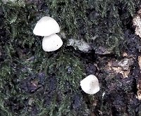 Mycena olida MykoGolfer