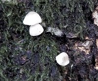 Mycena olida  MykoGolfer