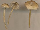Mycena olivaceomarginata MykoGolfer