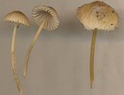 Mycena olivaceomarginata  MykoGolfer