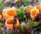 Neottiella rutilans MykoGolfer