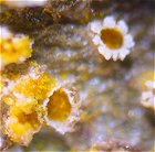 Orchid Rust MykoGolfer