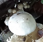 Oudemansiella mucida MykoGolfer