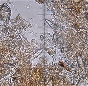 Peniophorella pubera MykoGolfer