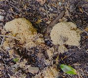 Phaeoclavulina curta MykoGolfer