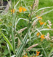 Phalaris arundinaris var. picta MykoGolfer