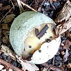 Phallus impudicus MykoGolfer