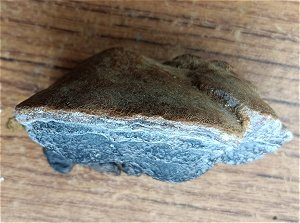 Phellinus igniarius MykoGolfer