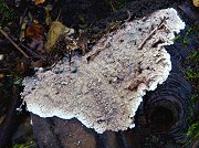 Phlebia radiata MykoGolfer