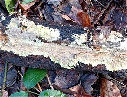 Phlebiella sulphurea MykoGolfer