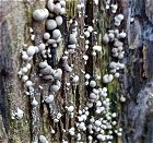 Phleogena faginea MykoGolfer