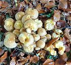 Pholiota squarrosa MykoGolfer