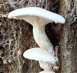 Pleurotus dryinus MykoGolfer