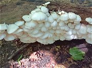 Pleurotus pulmonarius MykoGolfer