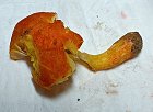 Pluteus aurantiorugosus MykoGolfer