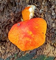 Pluteus aurantiorugosus MykoGolfer