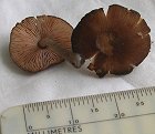 Pluteus podospileus  MykoGolfer