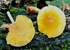 Pluteus romellii MykoGolfer