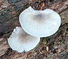 Pluteus salicinus  MykoGolfer