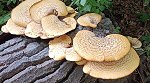 Polyporus squamosus  MykoGolfer