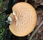 Polyporus squamosus  MykoGolfer