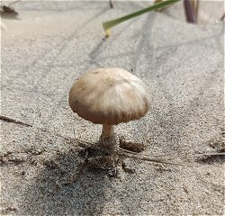 Psathyrella ammophila MykoGolfer