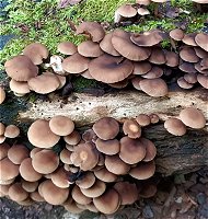 Psathyrella piluliformis MykoGolfer
