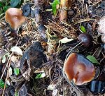 Psilocybe cyanescens  MykoGolfer