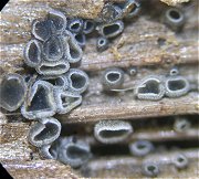 Pyrenopeziza chailletii MykoGolfer
